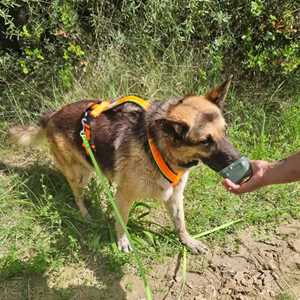 Christelle, un accompagnateur du comportement du chien à Albi