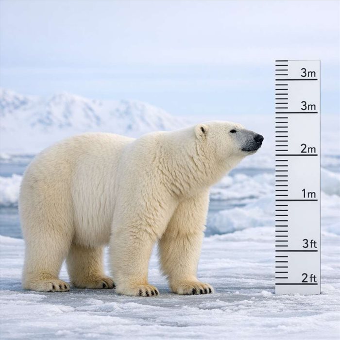 Quelle est la taille d’un ours polaire ? Guide complet