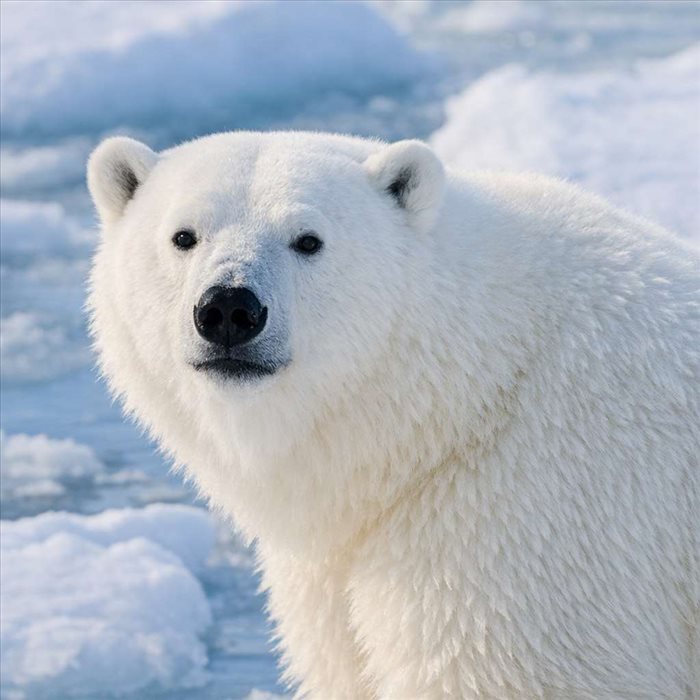 Fourrure de l’ours blanc : pourquoi elle paraît blanche et fascinante
