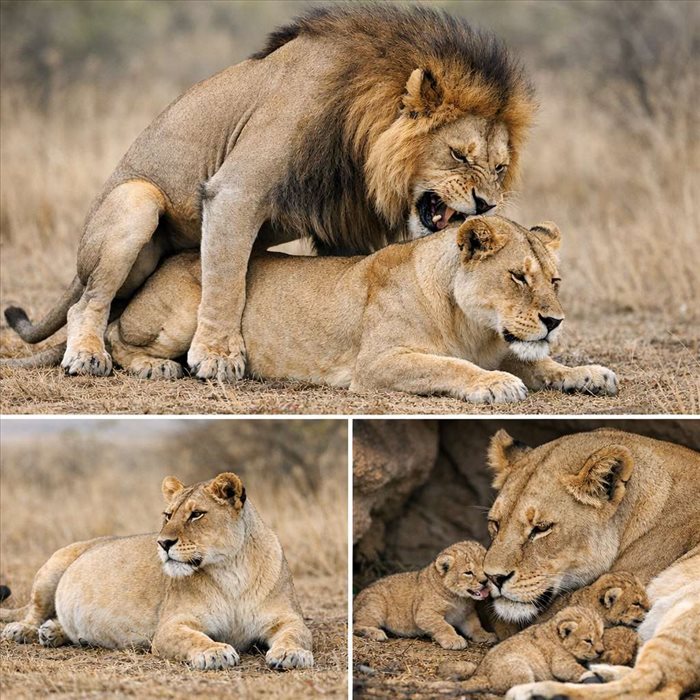 Reproduction du lion : accouplement, gestation et naissance