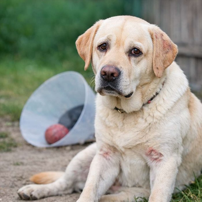 Défauts du Labrador : les points faibles à connaître