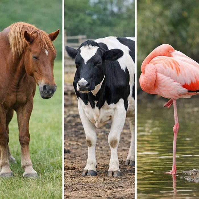 Quels animaux dorment debout ? Explications et exemples