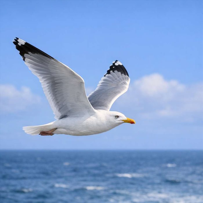 Combien de kilomètres par heure vole une mouette ? Réponse