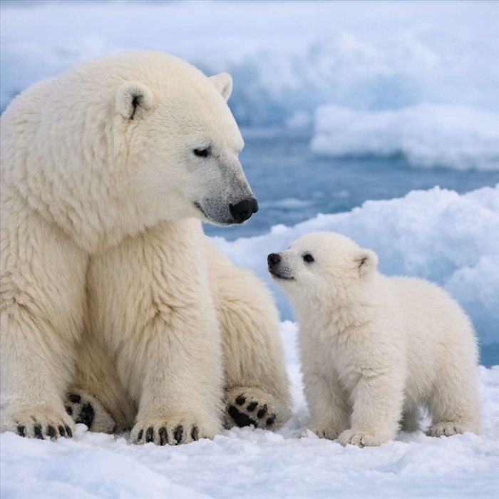 Petit ours blanc : différences avec l’adulte et croissance