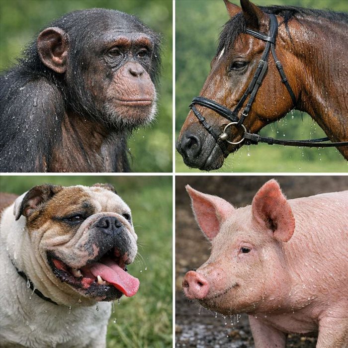 Quels animaux transpirent réellement ? Comprendre la sudation animale
