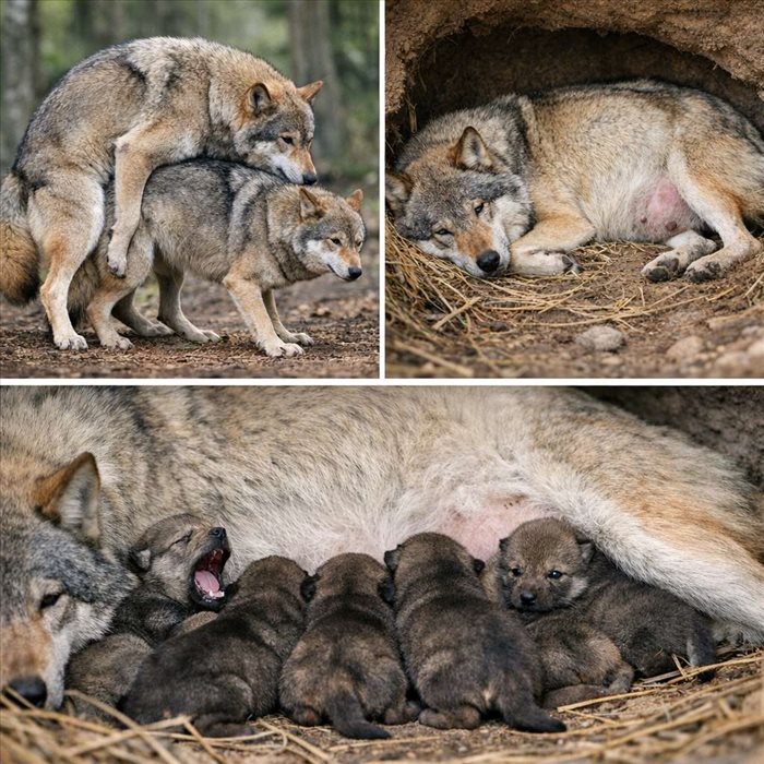 Reproduction du loup : cycle, accouplement et naissance