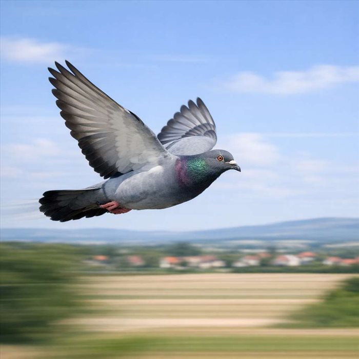 Vitesse d’un pigeon voyageur : chiffres, records et explications