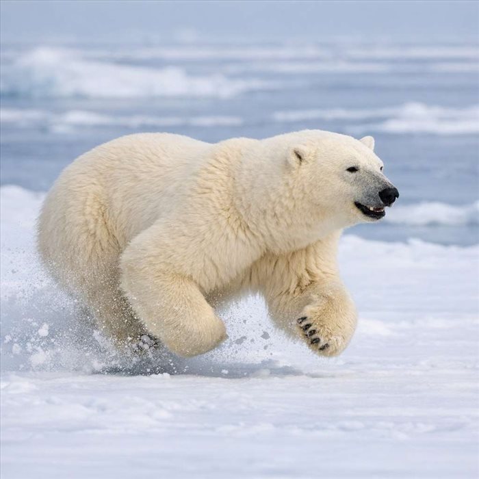 Vitesse de l’ours blanc : jusqu’à quelle vitesse court-il ?