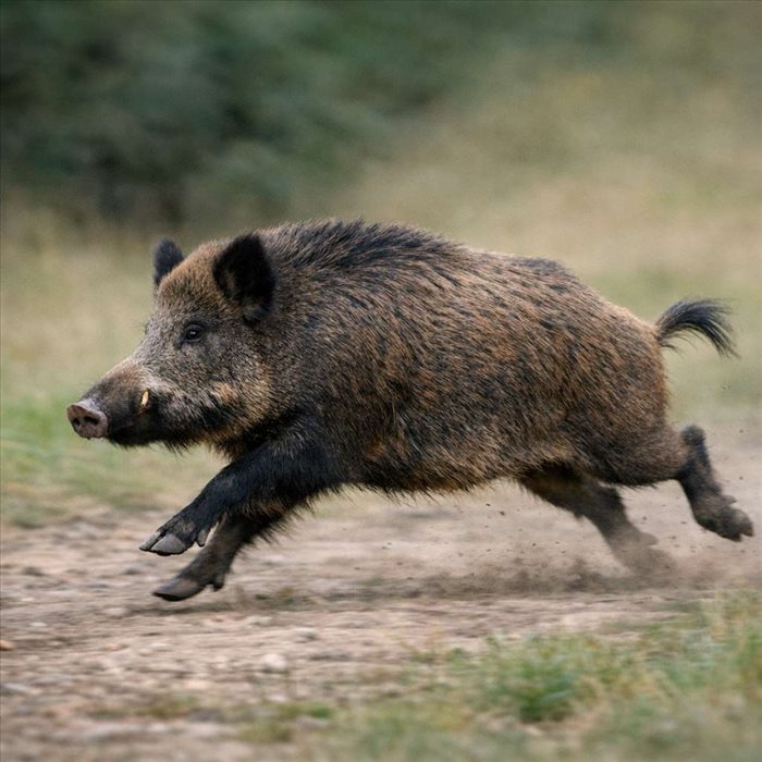 Vitesse du sanglier adulte : jusqu’où peut-il courir ?
