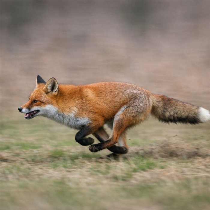 Vitesse du renard en chasse : jusqu’où peut-il courir ?