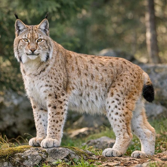 Quelle taille atteint un lynx boréal ? Guide complet
