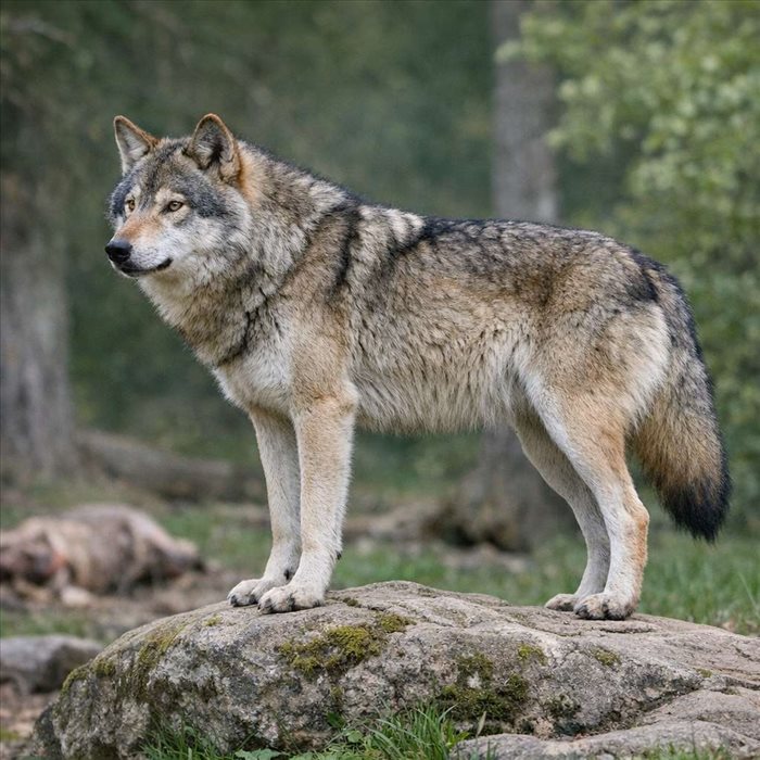 Quel est le poids d’un loup gris ? Chiffres moyens et records