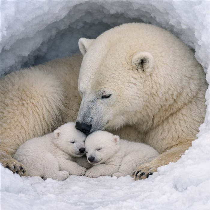 Naissance de l’ours blanc : combien de petits par portée ?