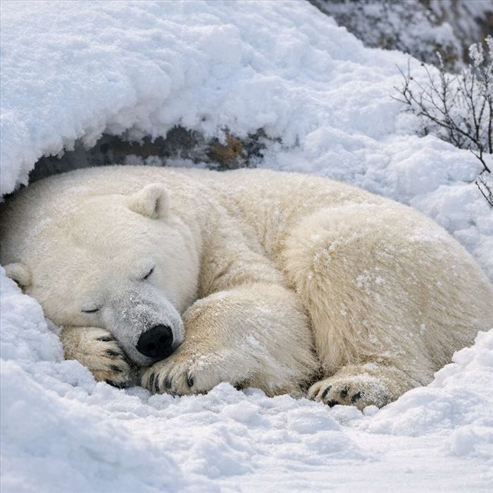 Hibernation de l’ours blanc : dort-il vraiment tout l’hiver ?